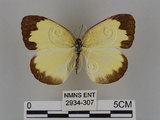 中文名:台灣黃蝶(亮色黃蝶)(2934-307)學名:Eurema blanda arsakia (Fruhstorfer, 1910)(2934-307)