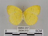 中文名:台灣黃蝶(亮色黃蝶)(2934-313)學名:Eurema blanda arsakia (Fruhstorfer, 1910)(2934-313)