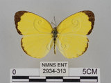 中文名:台灣黃蝶(亮色黃蝶)(2934-313)學名:Eurema blanda arsakia (Fruhstorfer, 1910)(2934-313)