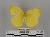 中文名:台灣黃蝶(亮色黃蝶)(3268-172)學名:Eurema blanda arsakia (Fruhstorfer, 1910)(3268-172)