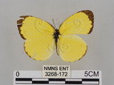 中文名:台灣黃蝶(亮色黃蝶)(3268-172)學名:Eurema blanda arsakia (Fruhstorfer, 1910)(3268-172)