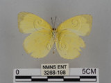 中文名:台灣黃蝶(亮色黃蝶)(3268-198)學名:Eurema blanda arsakia (Fruhstorfer, 1910)(3268-198)