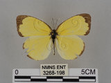 中文名:台灣黃蝶(亮色黃蝶)(3268-198)學名:Eurema blanda arsakia (Fruhstorfer, 1910)(3268-198)