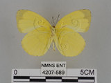 中文名:台灣黃蝶(亮色黃蝶)(4207-589)學名:Eurema blanda arsakia (Fruhstorfer, 1910)(4207-589)