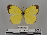 中文名:台灣黃蝶(亮色黃蝶)(4207-589)學名:Eurema blanda arsakia (Fruhstorfer, 1910)(4207-589)