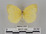 中文名:台灣黃蝶(亮色黃蝶)(5017-125)學名:Eurema blanda arsakia (Fruhstorfer, 1910)(5017-125)