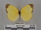 中文名:台灣黃蝶(亮色黃蝶)(5017-125)學名:Eurema blanda arsakia (Fruhstorfer, 1910)(5017-125)