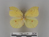 中文名:紅點粉蝶(1282-17538)學名:Gonepteryx amintha formosana (Fruhstorfer, 1908)(1282-17538)