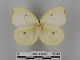 中文名:紅點粉蝶(1282-18496)學名:Gonepteryx amintha formosana (Fruhstorfer, 1908)(1282-18496)