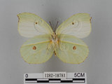 中文名:紅點粉蝶(1282-18781)學名:Gonepteryx amintha formosana (Fruhstorfer, 1908)(1282-18781)