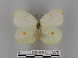 中文名:紅點粉蝶(1282-18781)學名:Gonepteryx amintha formosana (Fruhstorfer, 1908)(1282-18781)