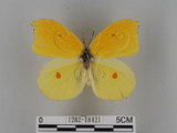 中文名:紅點粉蝶(1282-18421)學名:Gonepteryx amintha formosana (Fruhstorfer, 1908)(1282-18421)