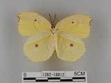 中文名:紅點粉蝶(1282-18812)學名:Gonepteryx amintha formosana (Fruhstorfer, 1908)(1282-18812)