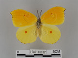 中文名:紅點粉蝶(1282-18812)學名:Gonepteryx amintha formosana (Fruhstorfer, 1908)(1282-18812)