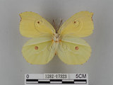 中文名:紅點粉蝶(1282-17323)學名:Gonepteryx amintha formosana (Fruhstorfer, 1908)(1282-17323)