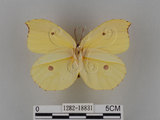 中文名:紅點粉蝶(1282-18831)學名:Gonepteryx amintha formosana (Fruhstorfer, 1908)(1282-18831)