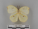 中文名:紅點粉蝶(1282-18793)學名:Gonepteryx amintha formosana (Fruhstorfer, 1908)(1282-18793)