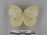 中文名:紅點粉蝶(1282-18688)學名:Gonepteryx amintha formosana (Fruhstorfer, 1908)(1282-18688)