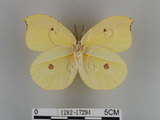 中文名:紅點粉蝶(1282-17294)學名:Gonepteryx amintha formosana (Fruhstorfer, 1908)(1282-17294)