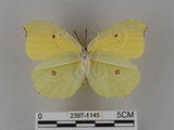 中文名:紅點粉蝶(2397-1145)學名:Gonepteryx amintha formosana (Fruhstorfer, 1908)(2397-1145)