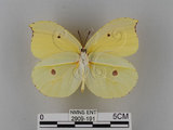 中文名:紅點粉蝶(2909-191)學名:Gonepteryx amintha formosana (Fruhstorfer, 1908)(2909-191)