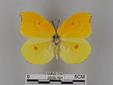 中文名:紅點粉蝶(2909-191)學名:Gonepteryx amintha formosana (Fruhstorfer, 1908)(2909-191)