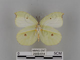 中文名:紅點粉蝶(2909-614)學名:Gonepteryx amintha formosana (Fruhstorfer, 1908)(2909-614)