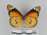 中文名:樺斑蝶(金斑蝶)(65-977)學名:Danaus chrysippus (Linnaeus, 1758)(65-977)