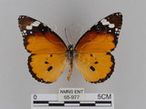 中文名:樺斑蝶(金斑蝶)(65-977)學名:Danaus chrysippus (Linnaeus, 1758)(65-977)