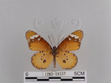 中文名:樺斑蝶(金斑蝶)(1282-18157)學名:Danaus chrysippus (Linnaeus, 1758)(1282-18157)