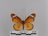 中文名:樺斑蝶(金斑蝶)(1282-18157)學名:Danaus chrysippus (Linnaeus, 1758)(1282-18157)