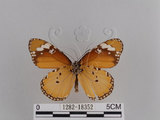 中文名:樺斑蝶(金斑蝶)(1282-18352)學名:Danaus chrysippus (Linnaeus, 1758)(1282-18352)