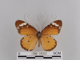 中文名:樺斑蝶(金斑蝶)(1282-18352)學名:Danaus chrysippus (Linnaeus, 1758)(1282-18352)