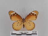 中文名:樺斑蝶(金斑蝶)(1282-18556)學名:Danaus chrysippus (Linnaeus, 1758)(1282-18556)