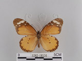 中文名:樺斑蝶(金斑蝶)(1282-18556)學名:Danaus chrysippus (Linnaeus, 1758)(1282-18556)