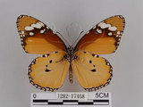 中文名:樺斑蝶(金斑蝶)(1282-17468)學名:Danaus chrysippus (Linnaeus, 1758)(1282-17468)