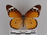 中文名:樺斑蝶(金斑蝶)(1282-17468)學名:Danaus chrysippus (Linnaeus, 1758)(1282-17468)