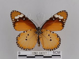 中文名:樺斑蝶(金斑蝶)(1282-18717)學名:Danaus chrysippus (Linnaeus, 1758)(1282-18717)