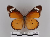 中文名:樺斑蝶(金斑蝶)(1282-18717)學名:Danaus chrysippus (Linnaeus, 1758)(1282-18717)