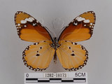 中文名:樺斑蝶(金斑蝶)(1282-18173)學名:Danaus chrysippus (Linnaeus, 1758)(1282-18173)