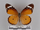 中文名:樺斑蝶(金斑蝶)(1282-18173)學名:Danaus chrysippus (Linnaeus, 1758)(1282-18173)