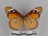 中文名:樺斑蝶(金斑蝶)(1282-34323)學名:Danaus chrysippus (Linnaeus, 1758)(1282-34323)