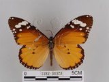 中文名:樺斑蝶(金斑蝶)(1282-34323)學名:Danaus chrysippus (Linnaeus, 1758)(1282-34323)