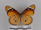 中文名:樺斑蝶(金斑蝶)(1282-34631)學名:Danaus chrysippus (Linnaeus, 1758)(1282-34631)