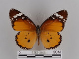 中文名:樺斑蝶(金斑蝶)(1282-34631)學名:Danaus chrysippus (Linnaeus, 1758)(1282-34631)