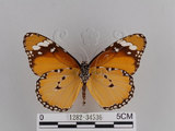 中文名:樺斑蝶(金斑蝶)(1282-34536)學名:Danaus chrysippus (Linnaeus, 1758)(1282-34536)