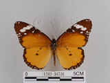 中文名:樺斑蝶(金斑蝶)(1282-34536)學名:Danaus chrysippus (Linnaeus, 1758)(1282-34536)