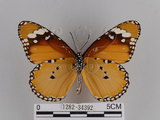 中文名:樺斑蝶(金斑蝶)(1282-34392)學名:Danaus chrysippus (Linnaeus, 1758)(1282-34392)