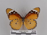 中文名:樺斑蝶(金斑蝶)(1282-34530)學名:Danaus chrysippus (Linnaeus, 1758)(1282-34530)