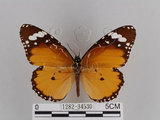 中文名:樺斑蝶(金斑蝶)(1282-34530)學名:Danaus chrysippus (Linnaeus, 1758)(1282-34530)